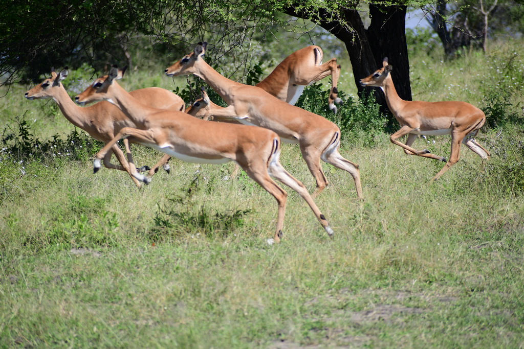 Selous NP